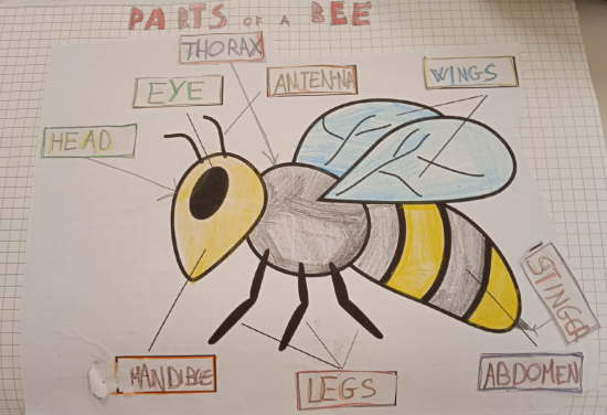 parts of a bee